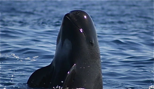 Olvidan redes; peligra la vaquita marina