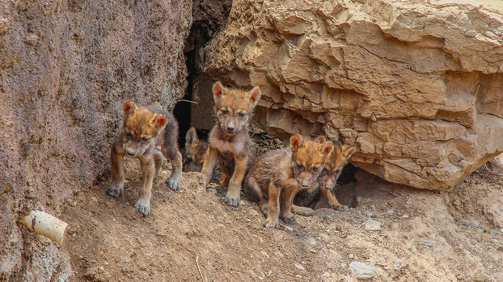 Nacen cinco lobeznos en el Museo del Desierto