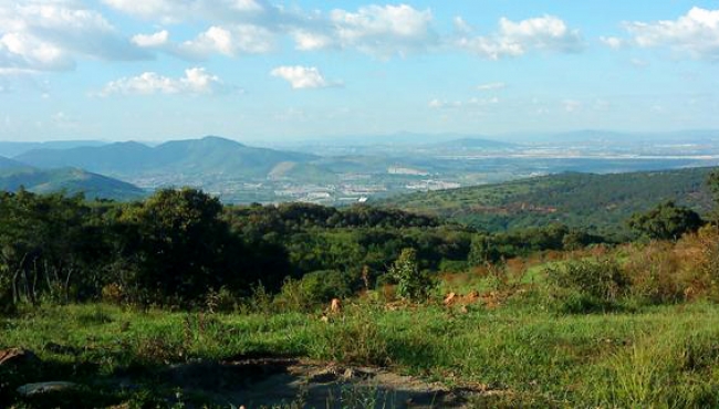 Aumenta 63 por ciento supervivencia de árboles reforestados en el país