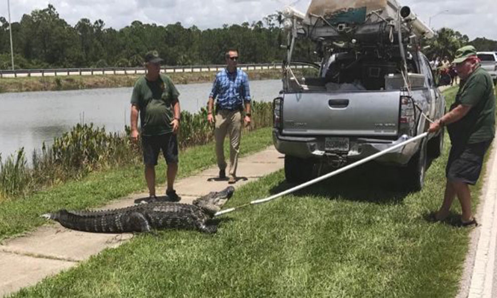 Vagabundo es atacado por caimán mientras tomaba un baño en estanque