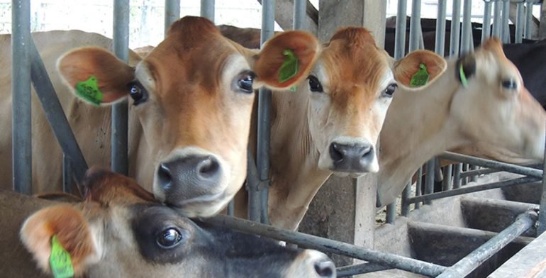 México suspende importación de productos lácteos de Colombia por fiebre aftosa