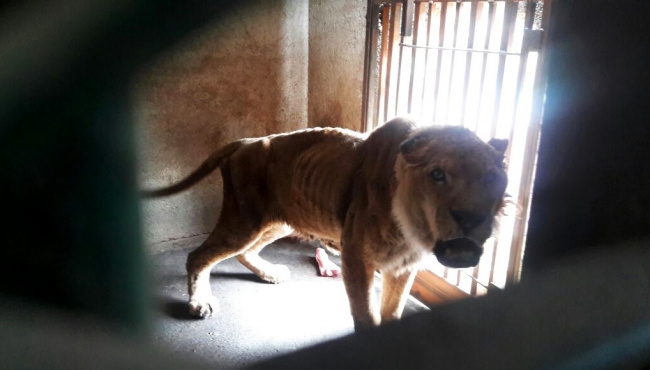 Procuraduría ambiental asegura león africano senil en zoológico de Guanajuato