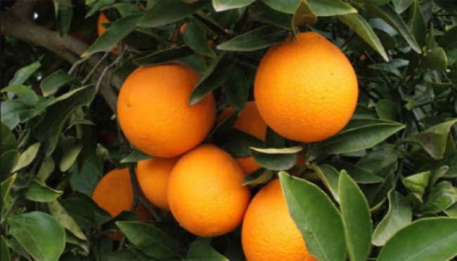 Cáscara de naranja, una alternativa para limpiar aguas residuales