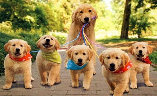 Hoy celebramos el Día Mundial del Perro