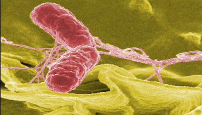 Relacionan brote de salmonella en EUA con papayas producidas en México