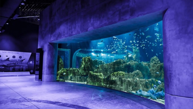 En el Acuario Michin Guadalajara nacieron dos tiburones