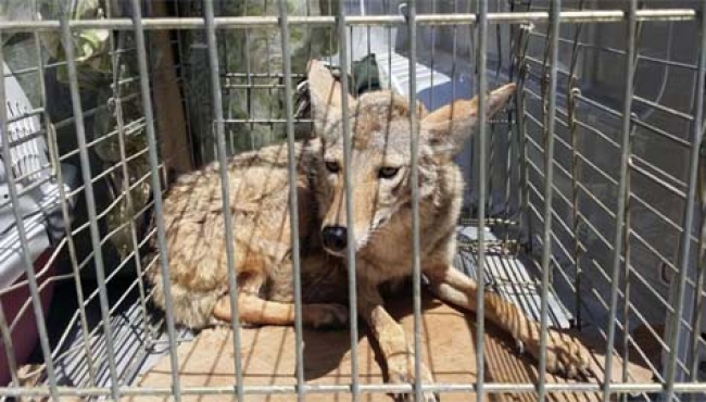 UNAM participa en proyecto México-Unión Europea sobre comercio de vida silvestre