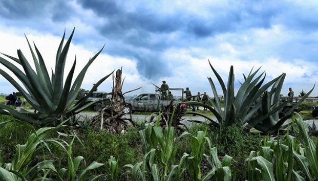 Ejército destruye inédito sembradío de amapola