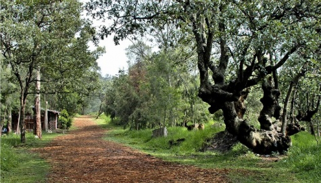 Julio, Mes del Bosque: oportunidad para promover su conservación