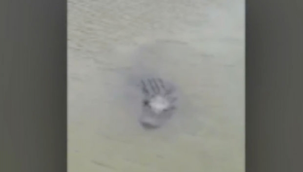 Captan a caimán en el Río Bravo