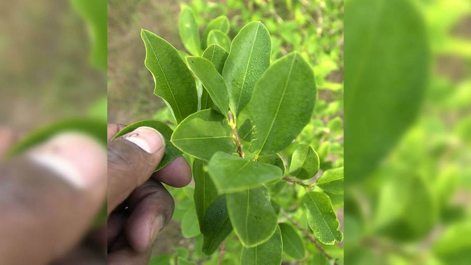 Aumentan los cultivos de coca en Colombia en 2016