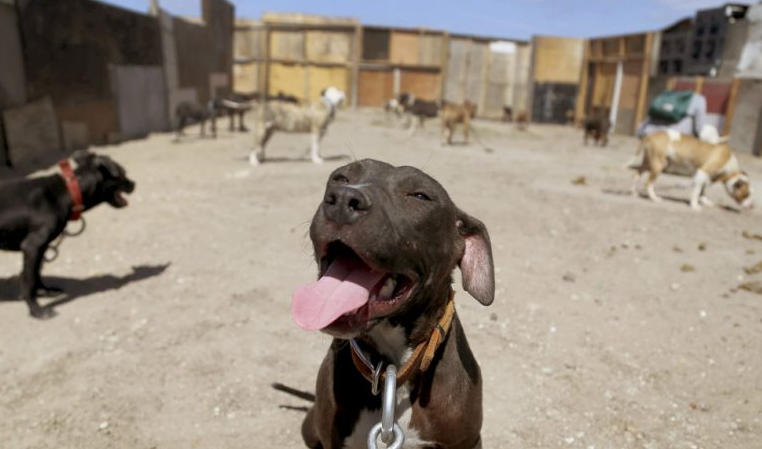 Liberaran a persona acusada de “cocinar” perros