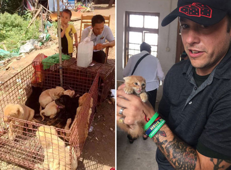 Rescatan animales que iban hacia el festival de carne de perro en China