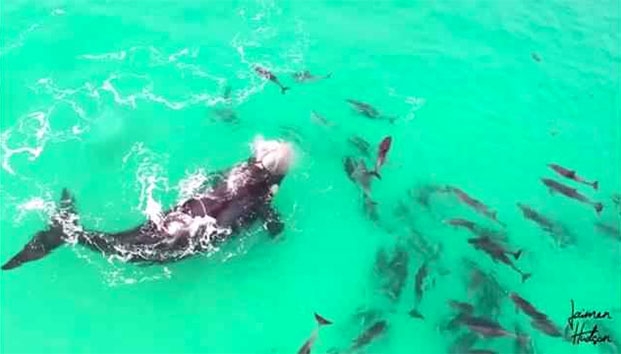 VIDEO: Dron capta a ballena jugando con delfines