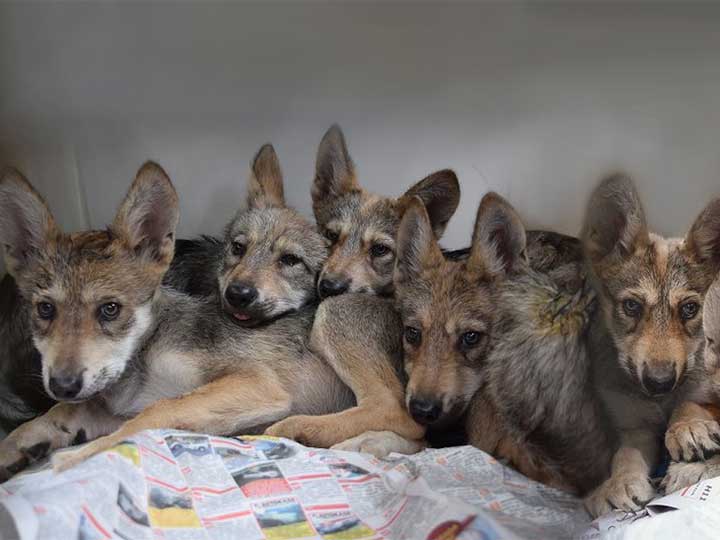 Nacen siete lobos en el Zoológico Los Coyotes