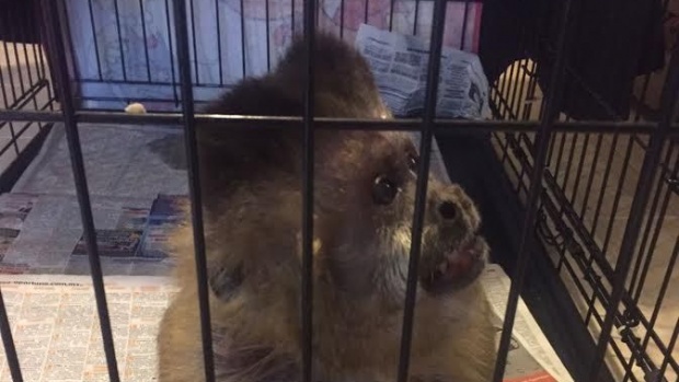 Aseguran ejemplar de mono capuchino en edad senil