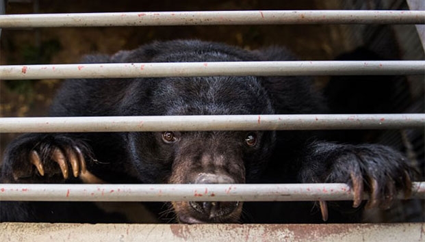 Liberaran a mil osos explotados por su bilis