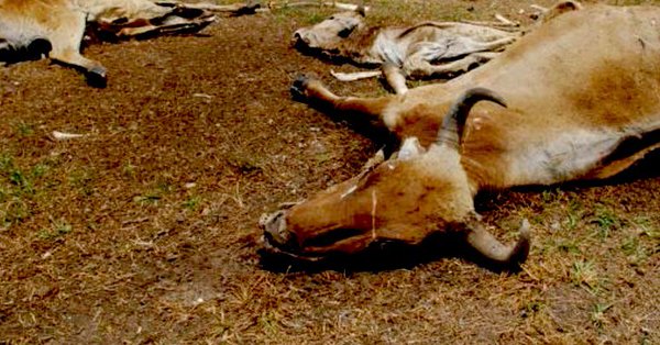 Fuerte sequía mata a 120 reses en Tamaulipas