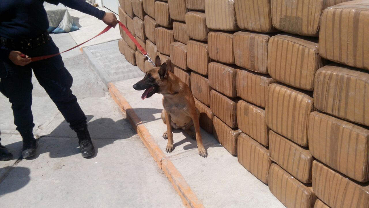 Detectan cargamento con 859 kilos de marihuana en Torreón