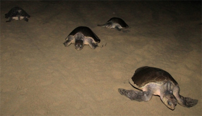 Realizan recorrido nocturno para proteger a la tortuga marina en Akumal