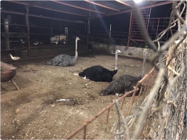Aseguran animales exóticos, armas y vehículos en rancho de Acatlán