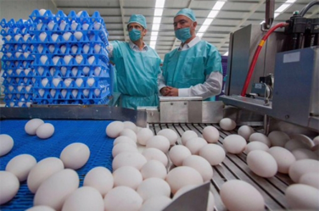 Escándalo de huevos contaminados llega a Francia
