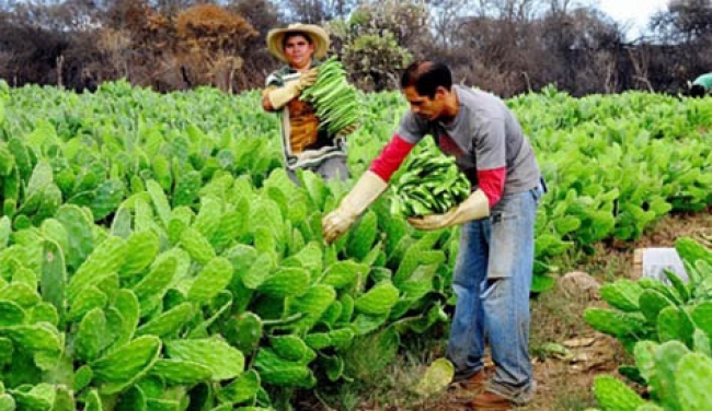 Nopal podría ayudar en el tratamiento de enfermedades óseas