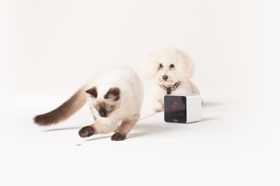 Sale al mercado tecnología para monitorear a las mascotas