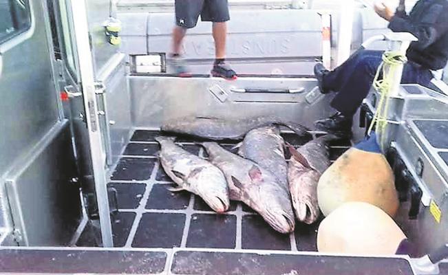 México, EUA y China alistan acuerdo para combatir tráfico ilegal de totoaba