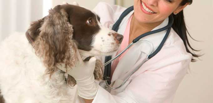 México celebra hoy el Día del Médico Veterinario