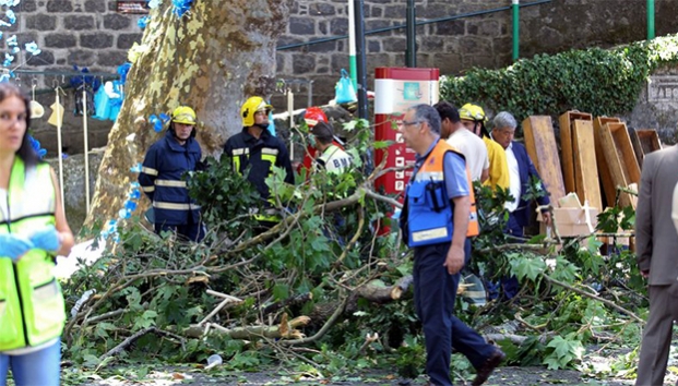VIDEO: Árbol aplasta a multitud; 11 muertos