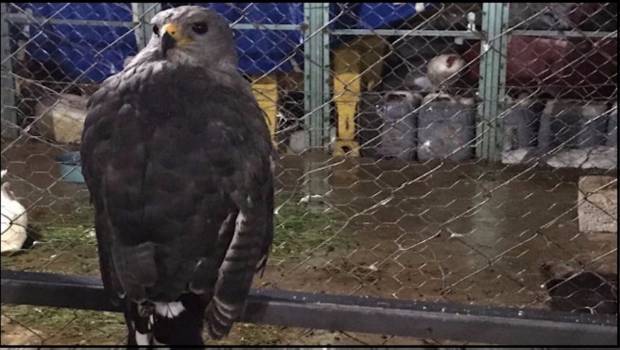 Aseguran caballos pura sangre y animales exóticos en rancho de ‘Los Rojos’