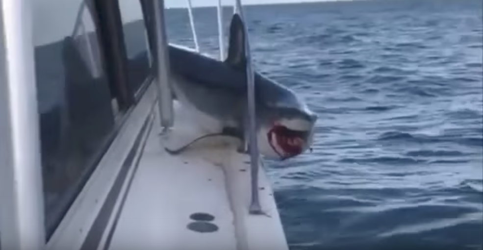 VIDEO:Tiburón salta a un barco y queda atrapado en la cubierta