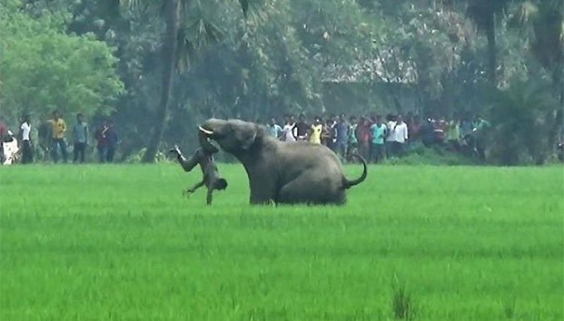Elefantes y tigres dejan un muerto diario en India