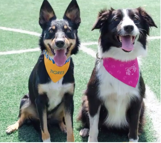 Tigres sacará línea de ropa para el ‘mejor amigo del hombre’