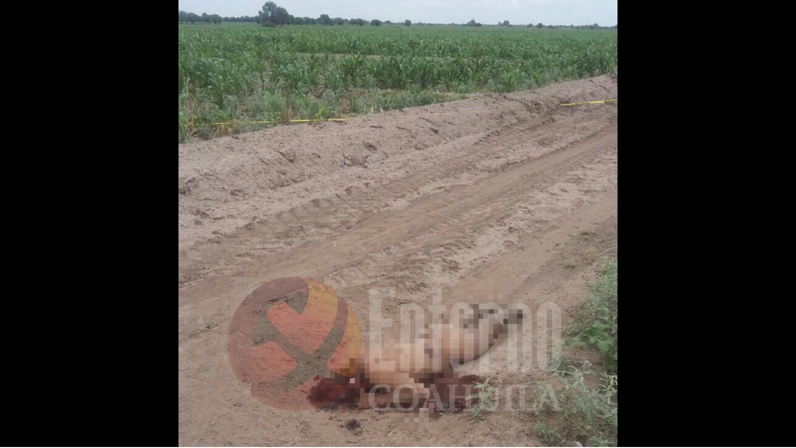 Encuentran cadáver junto a plantíos en Torreón
