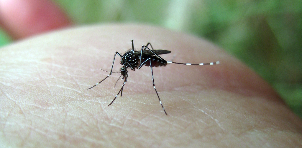 Científicos hallan que virus Zika ayudaría contra el cáncer cerebral