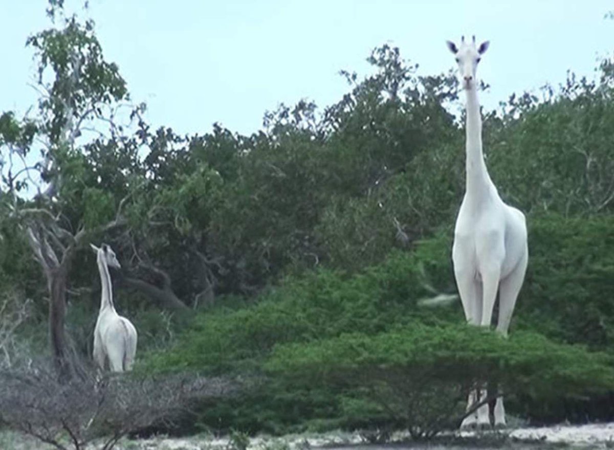 Filman a  jirafas blancas en Kenia