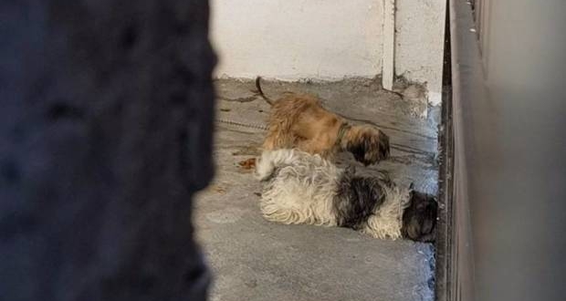 Familia secuestra a mascotas,piden 5 mil pesos de rescate en Coahuila