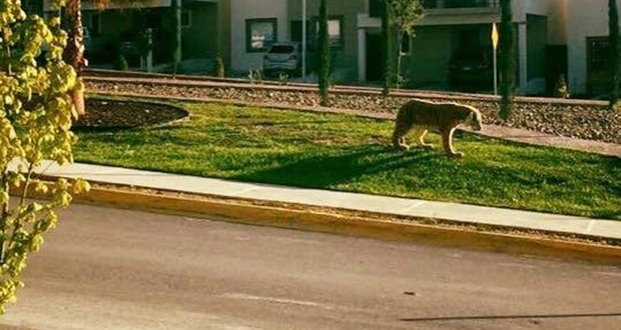 Pánico en Saltillo por un tigre disecado en las calles
