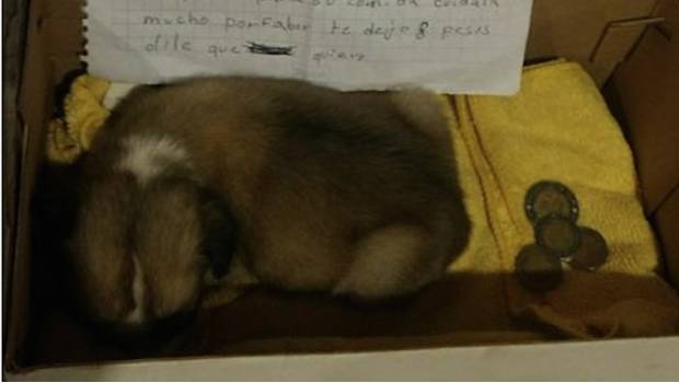 Niña se separa de su perrita y deja 8 pesos para que la cuiden