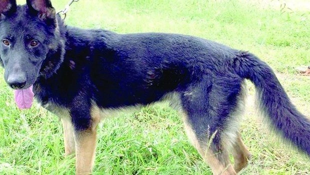 Dos agentes caninos de EUA llegan a Fuerza Coahuila