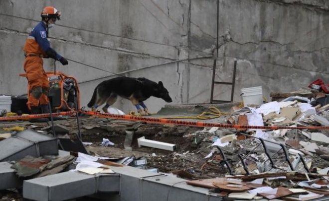 Llegarán perros de búsqueda de Canadá a México