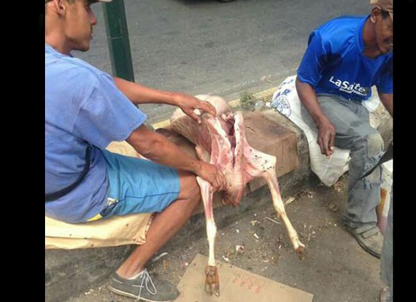 Ante la crisis, ¿venezolanos comen carne de perro?