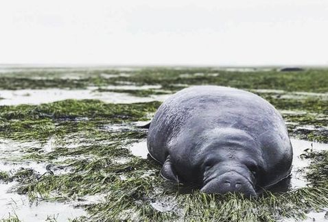 Rescatan a manatíes varados tras paso de Irma en Florida
