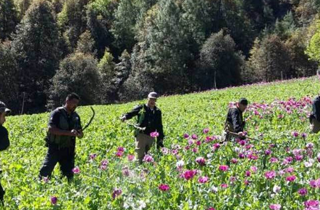 Destruyen 82 mil 800 plantas de amapola en municipio de Chihuahua