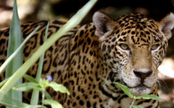 México, protector de una naturaleza megadiversa