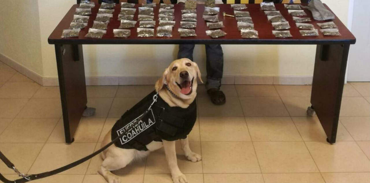 Coahuila reconoce a perros rescatistas en Feria Mundial de Mascotas