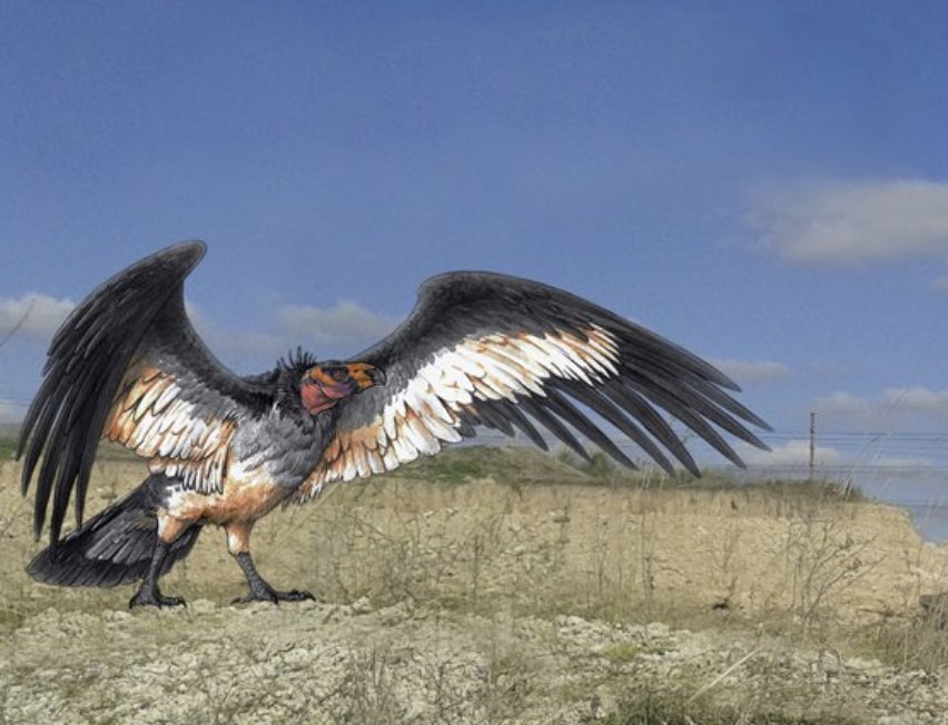 Descubren un nuevo cóndor con 30.000 años de antigüedad en Argentina