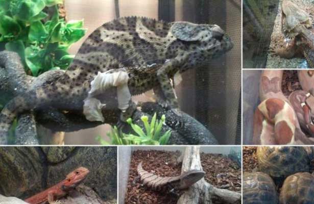 PGR asegura animales exóticos en la Ciudad de México